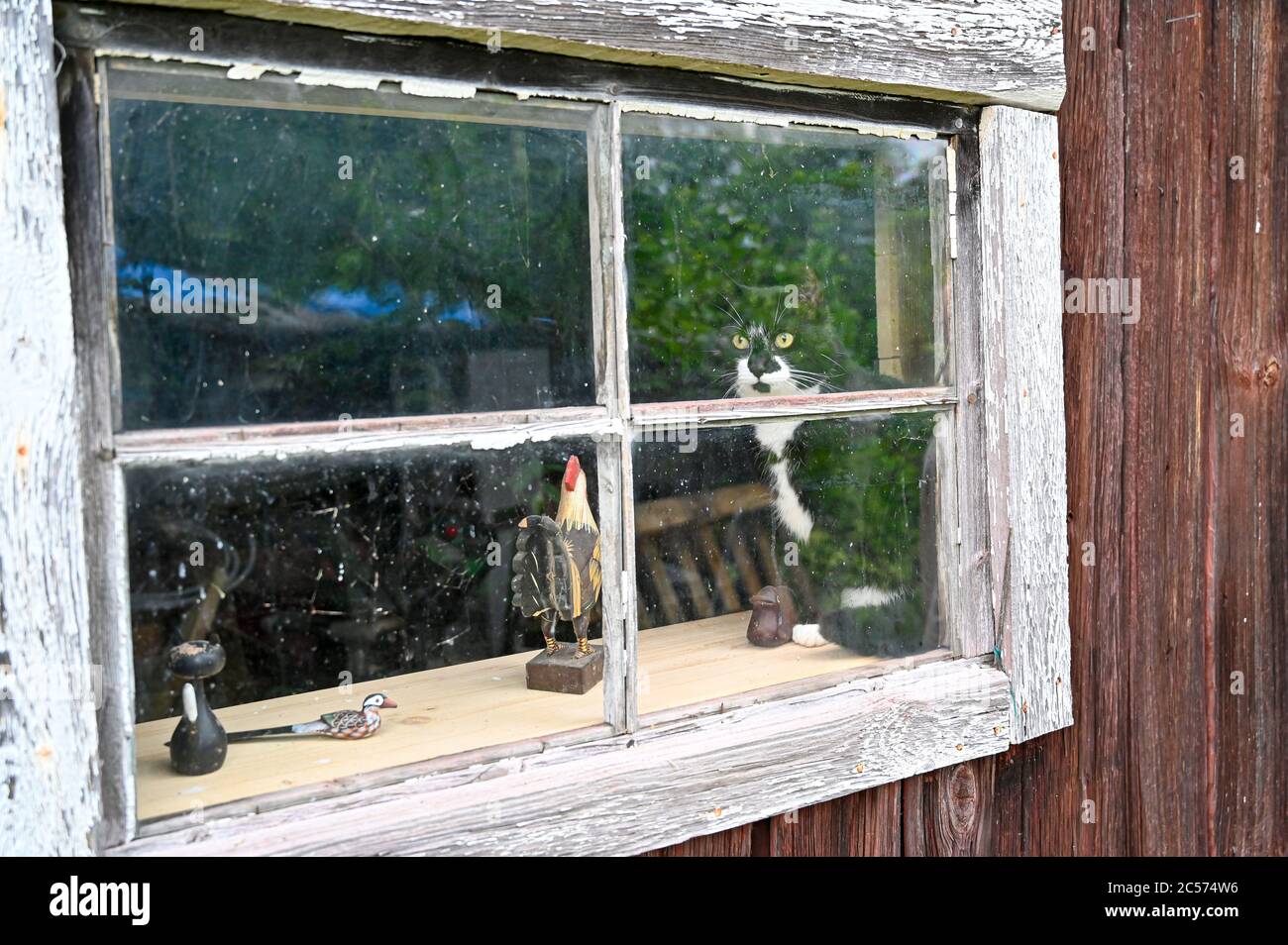 black and white cat sitting inside looking out a window Stock Photo - Alamy