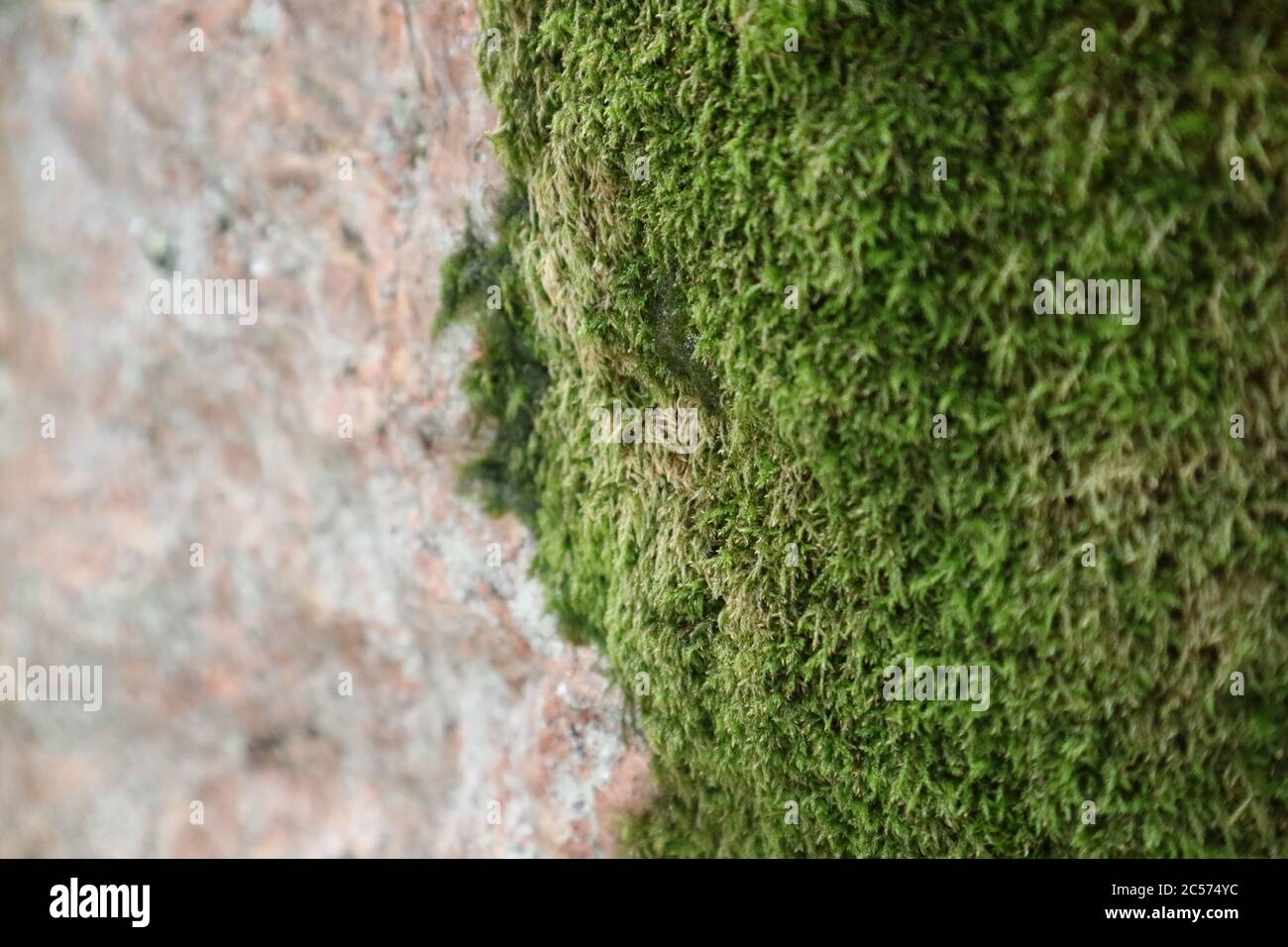 Moss on the rock hi-res stock photography and images - Alamy
