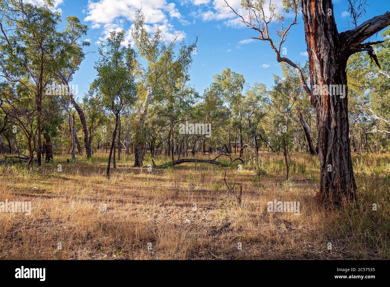 Bushland setting hires stock photography and images Alamy