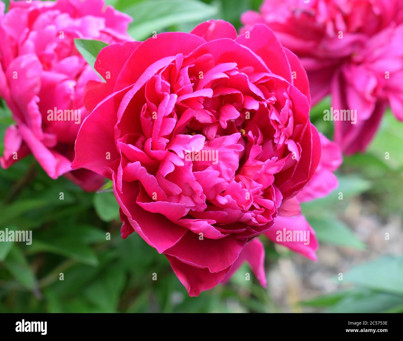 Peony or Paeonia lactiflora. Name Adolphe Rousseau. Close up of a large red flower. Stock Photo