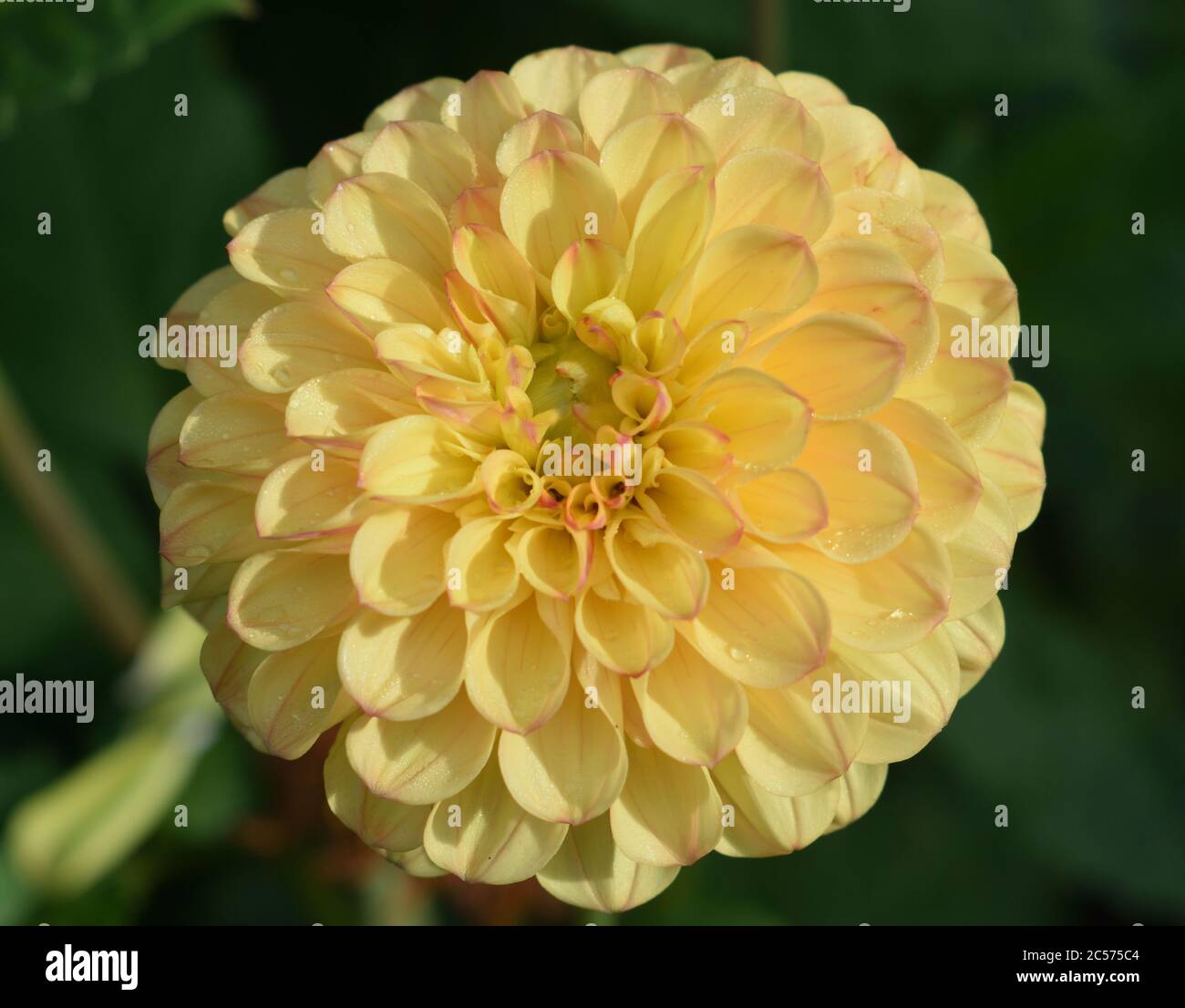Dahlia flower with yellow ball type head Stock Photo
