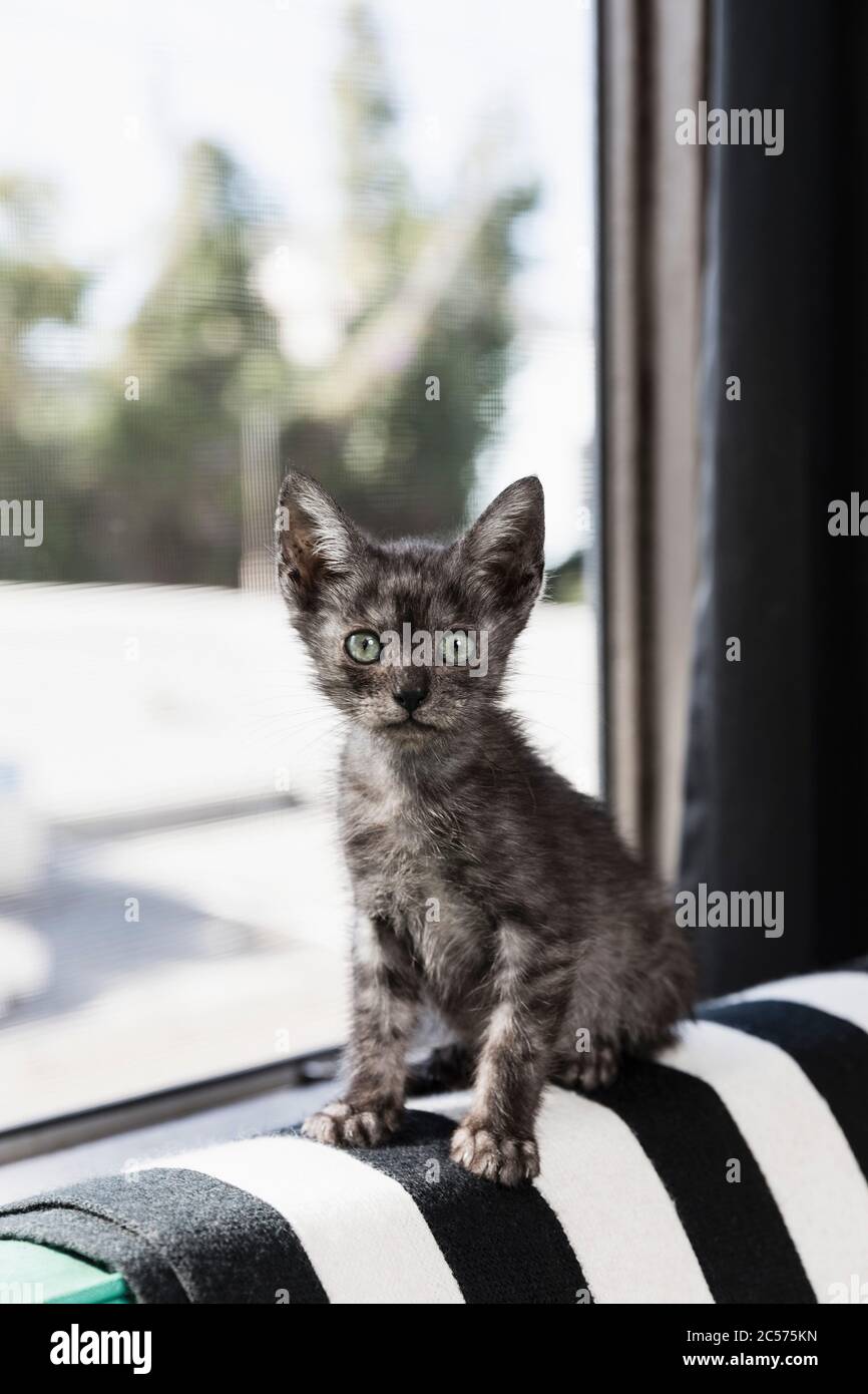 Portrait cute, wide-eyed gray kitten in window Stock Photo
