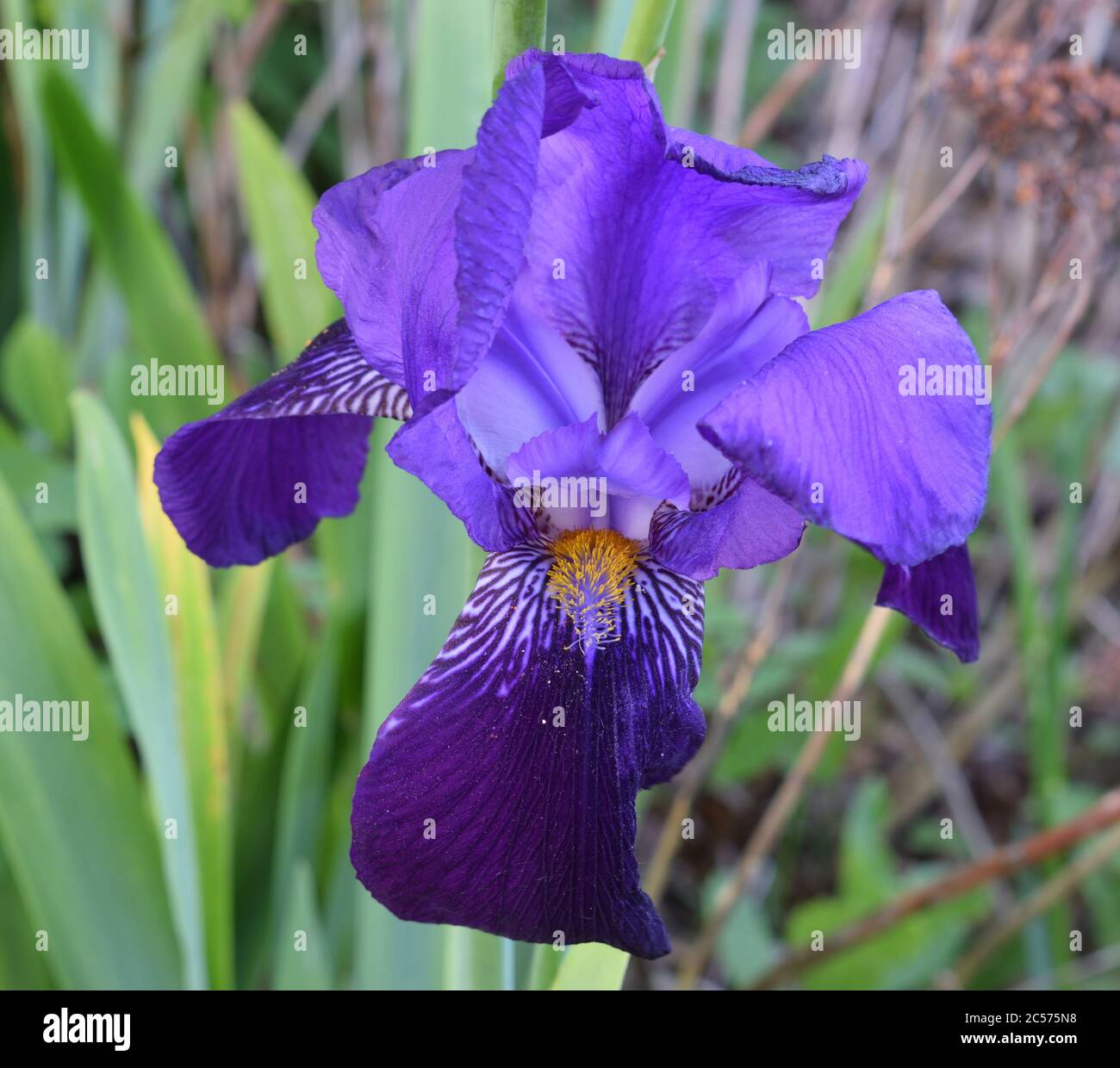 Iris or iridaceae. Close up of large flower with blue and purple petals with orange stamen. Stock Photo