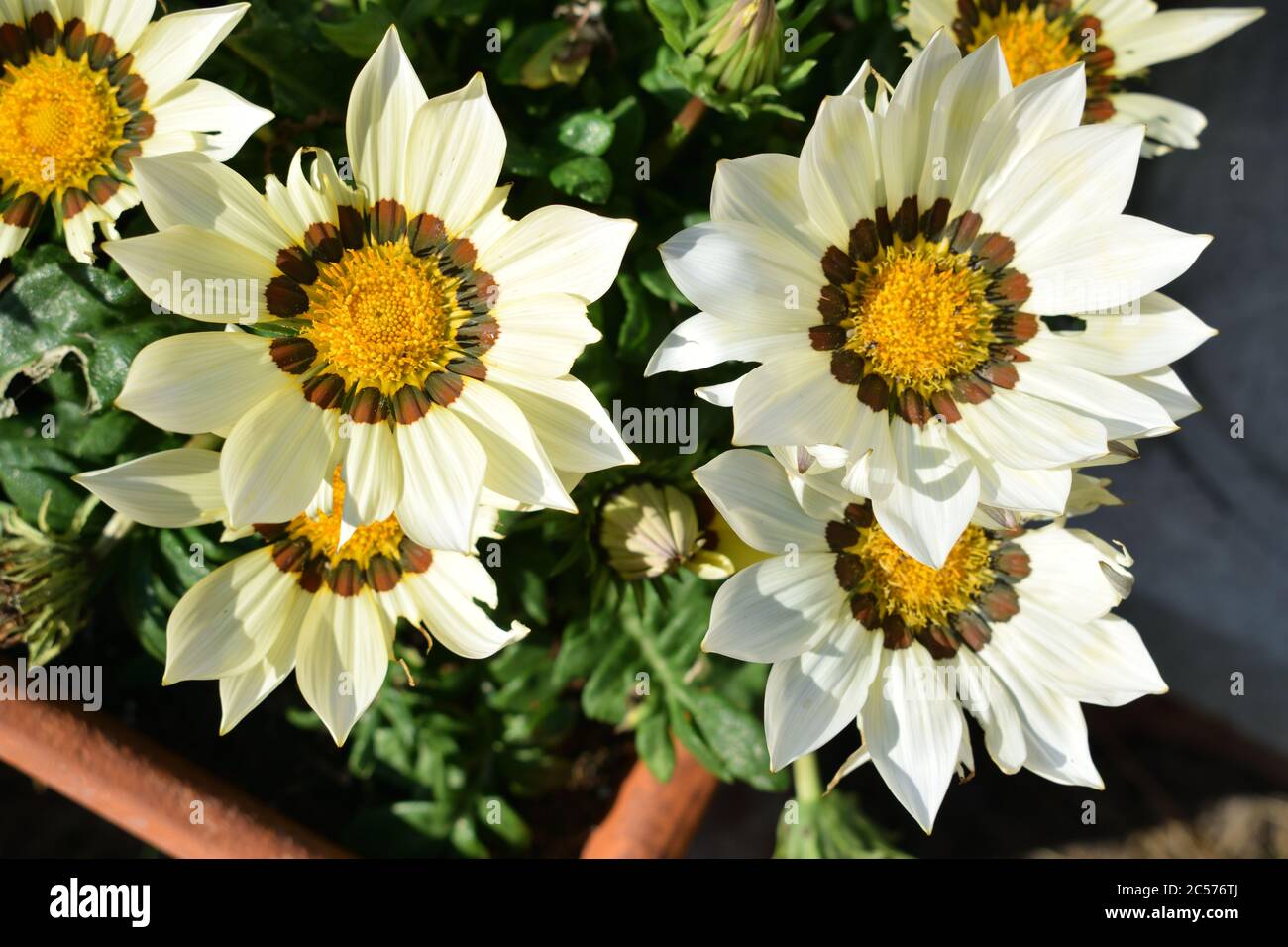 Gazania. Close up of white flowers with yellow centres. Stock Photo