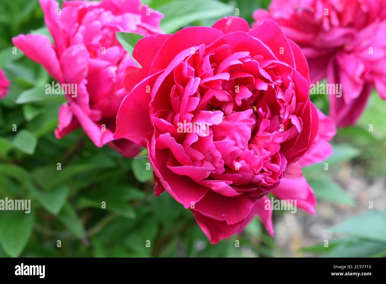 Peony. Name Karl Rosenfield. Closeup of a pink large flower. Stock Photo