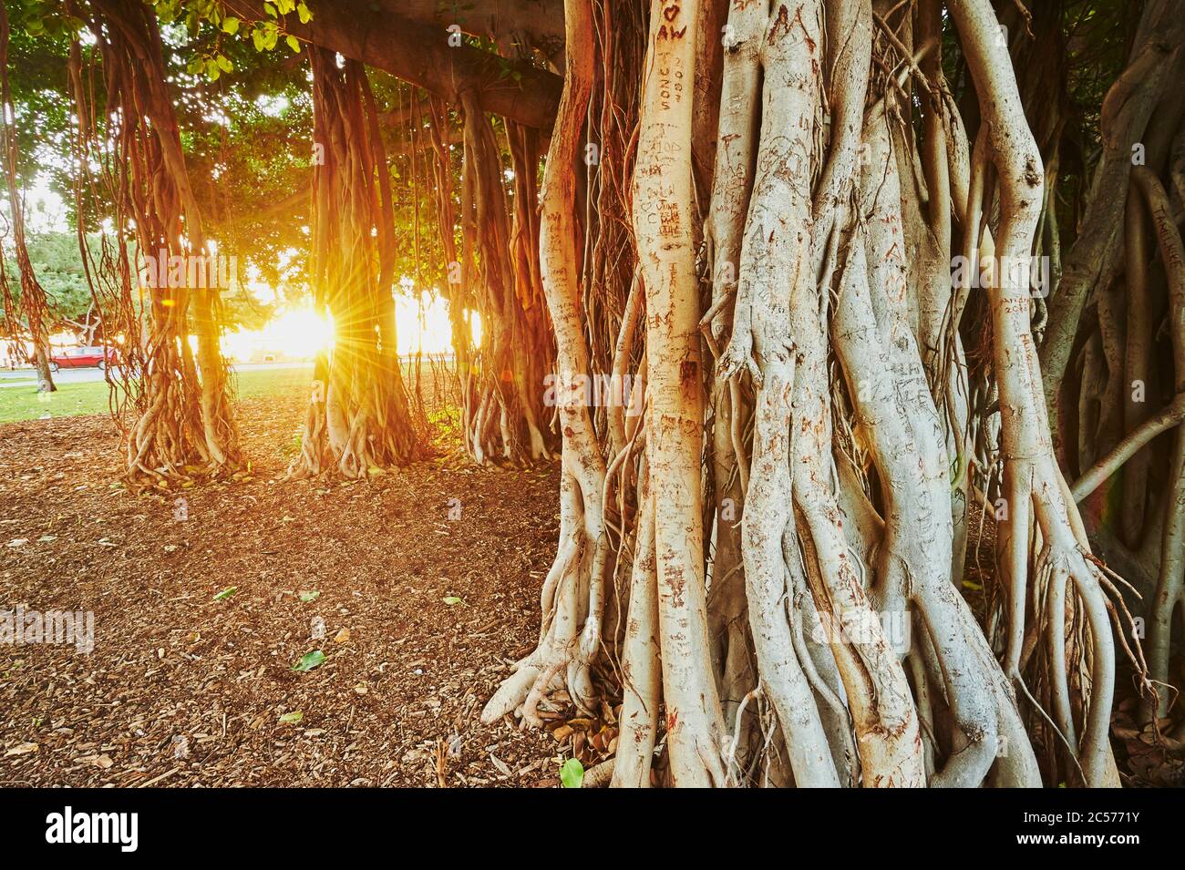 Banyan or fig trees (Ficus benghalensis) on Waikiki Beach, Honolulu, Hawaiian Island of Oahu, O