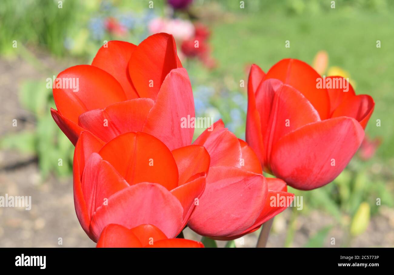 Tulips. Closeup of four orange Tulips flowers. Stock Photo