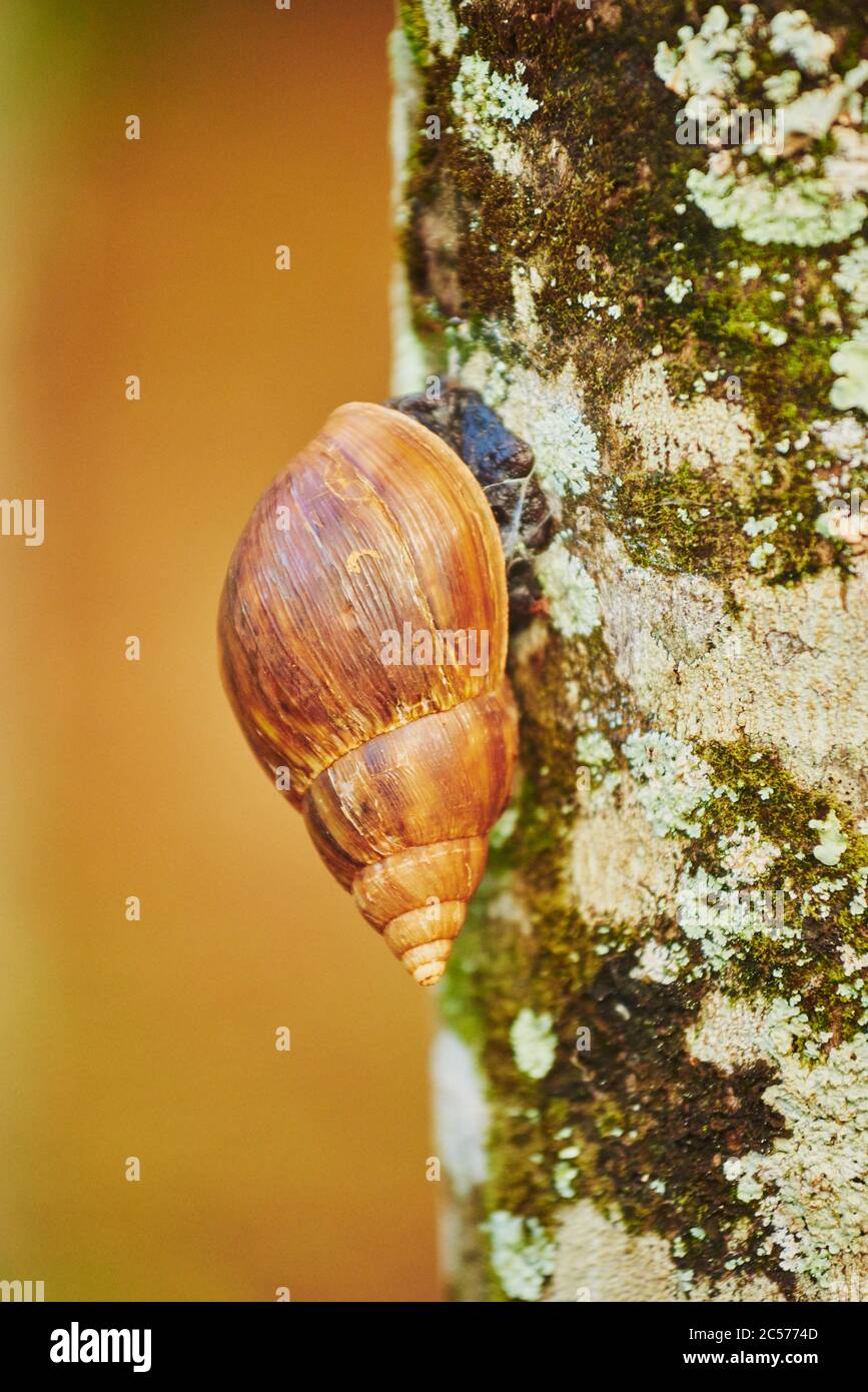 Hawaii tree snails hires stock photography and images Alamy