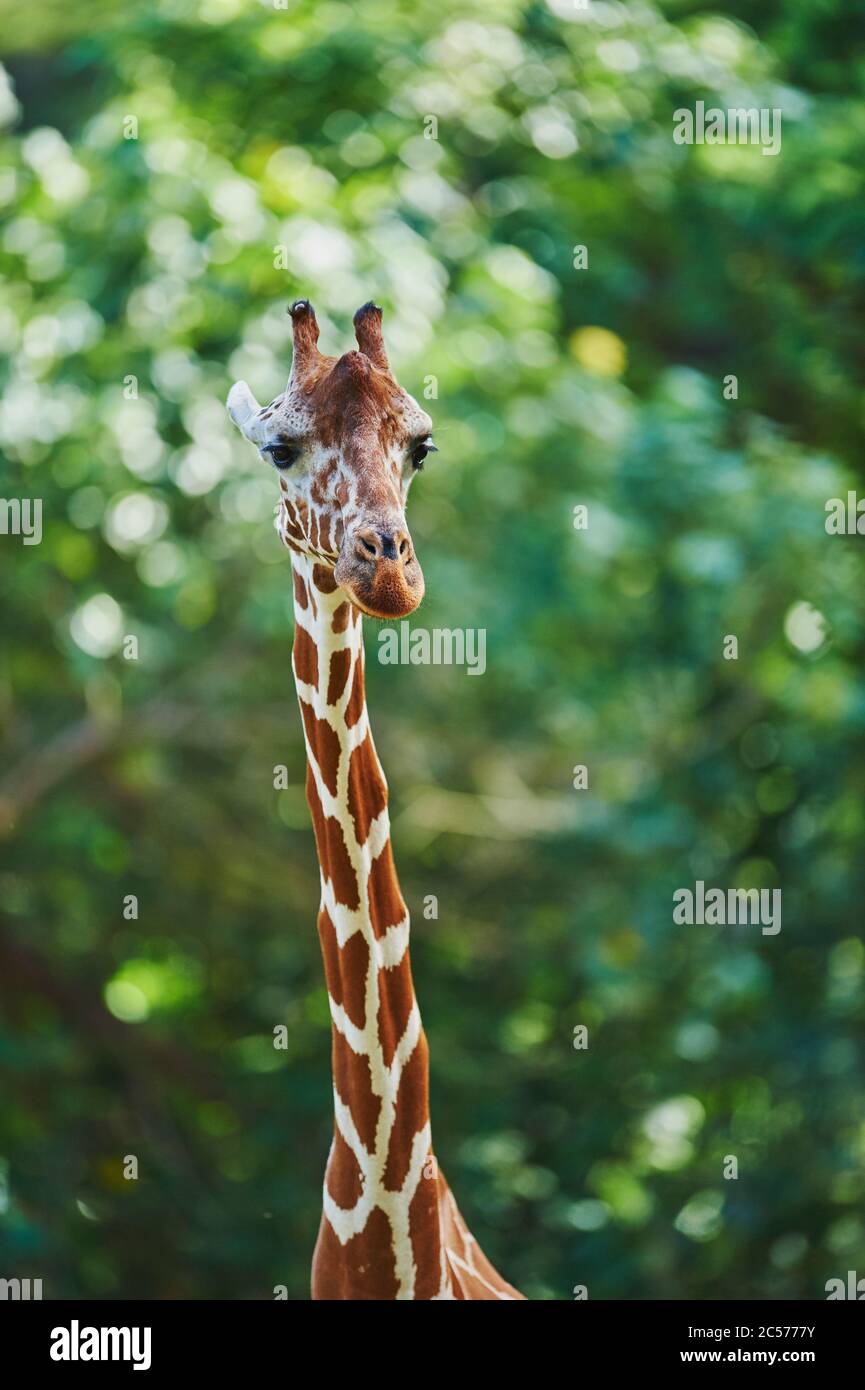 Reticulated giraffe, Giraffa camelopardalis reticulata, portrait, sideways, Stock Photo