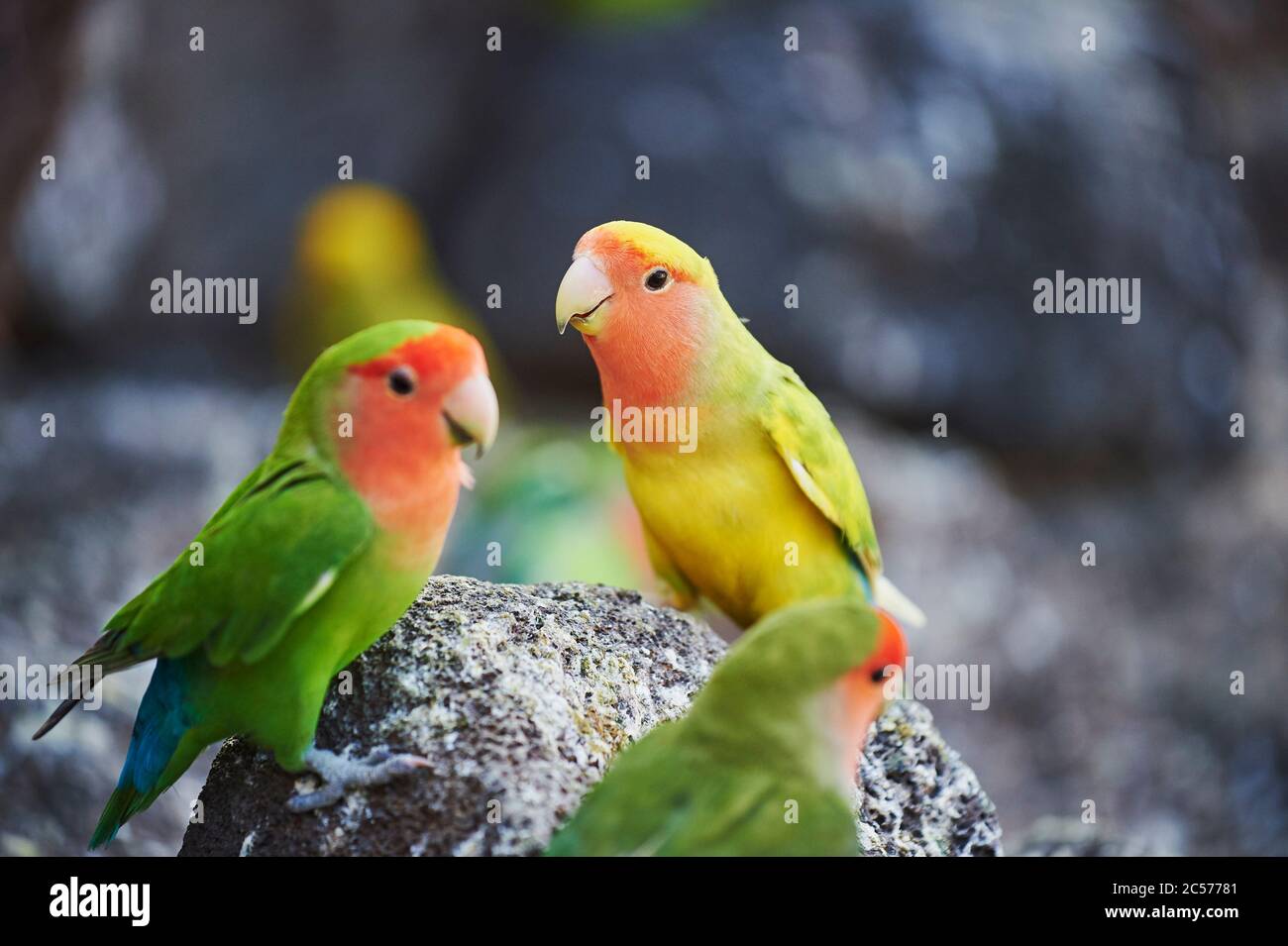Peachhead (Agapornis fischeri), parrot, tree, sideways, sitting