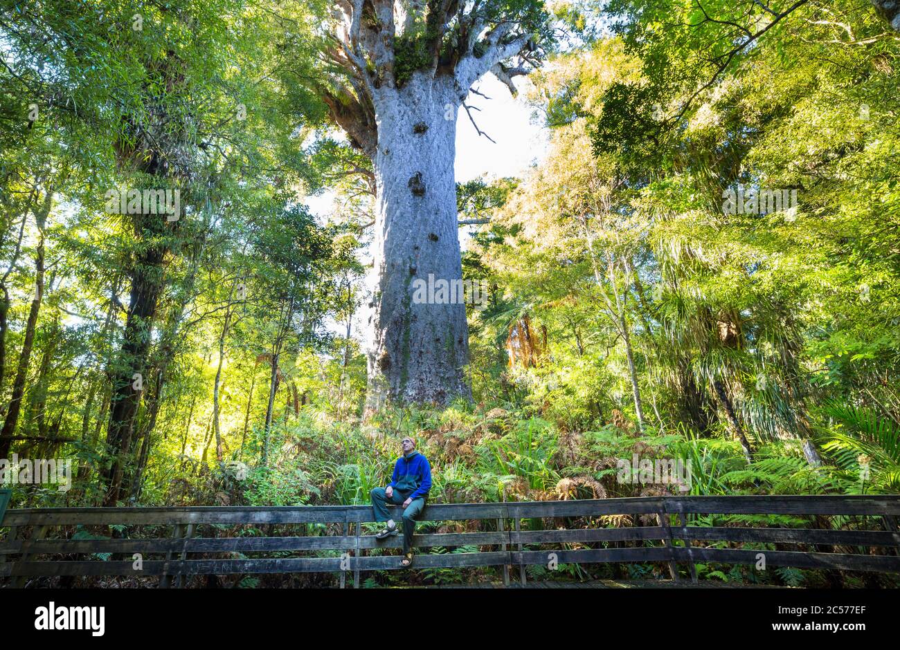 Big Kauri tree at the North Island of New Zealand Stock Photo Alamy
