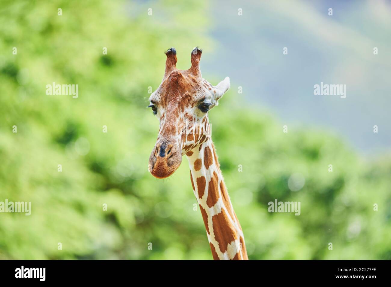 Reticulated giraffe, Giraffa camelopardalis reticulata, portrait, sideways, Stock Photo