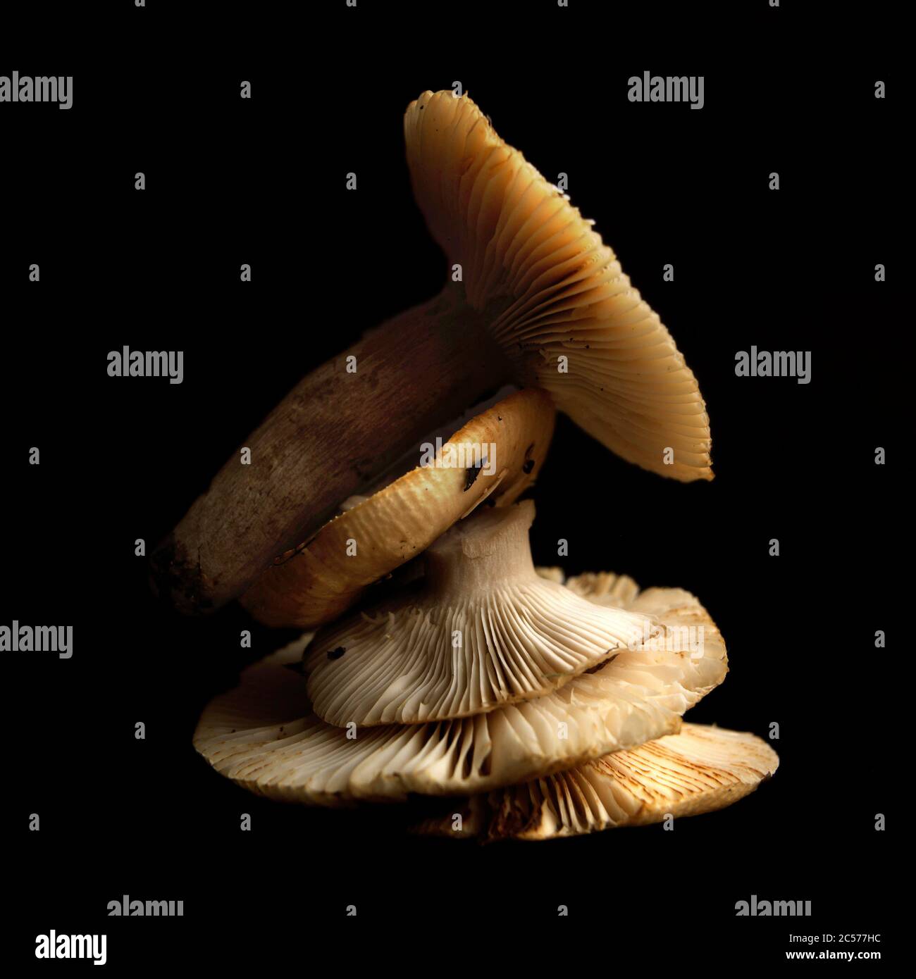 Mushrooms on a black background Stock Photo