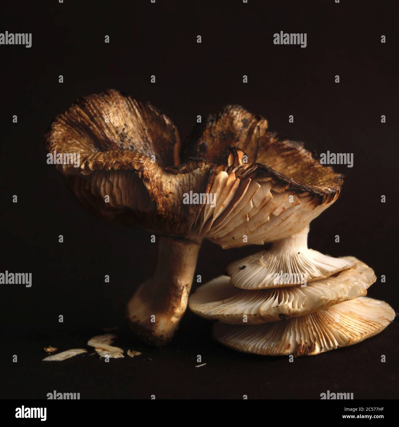 Mushrooms on a black background Stock Photo