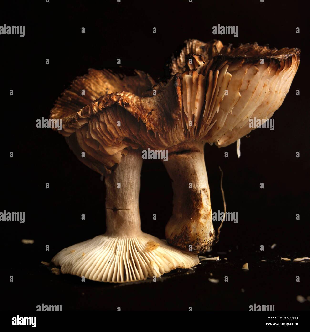 Mushrooms on a black background Stock Photo