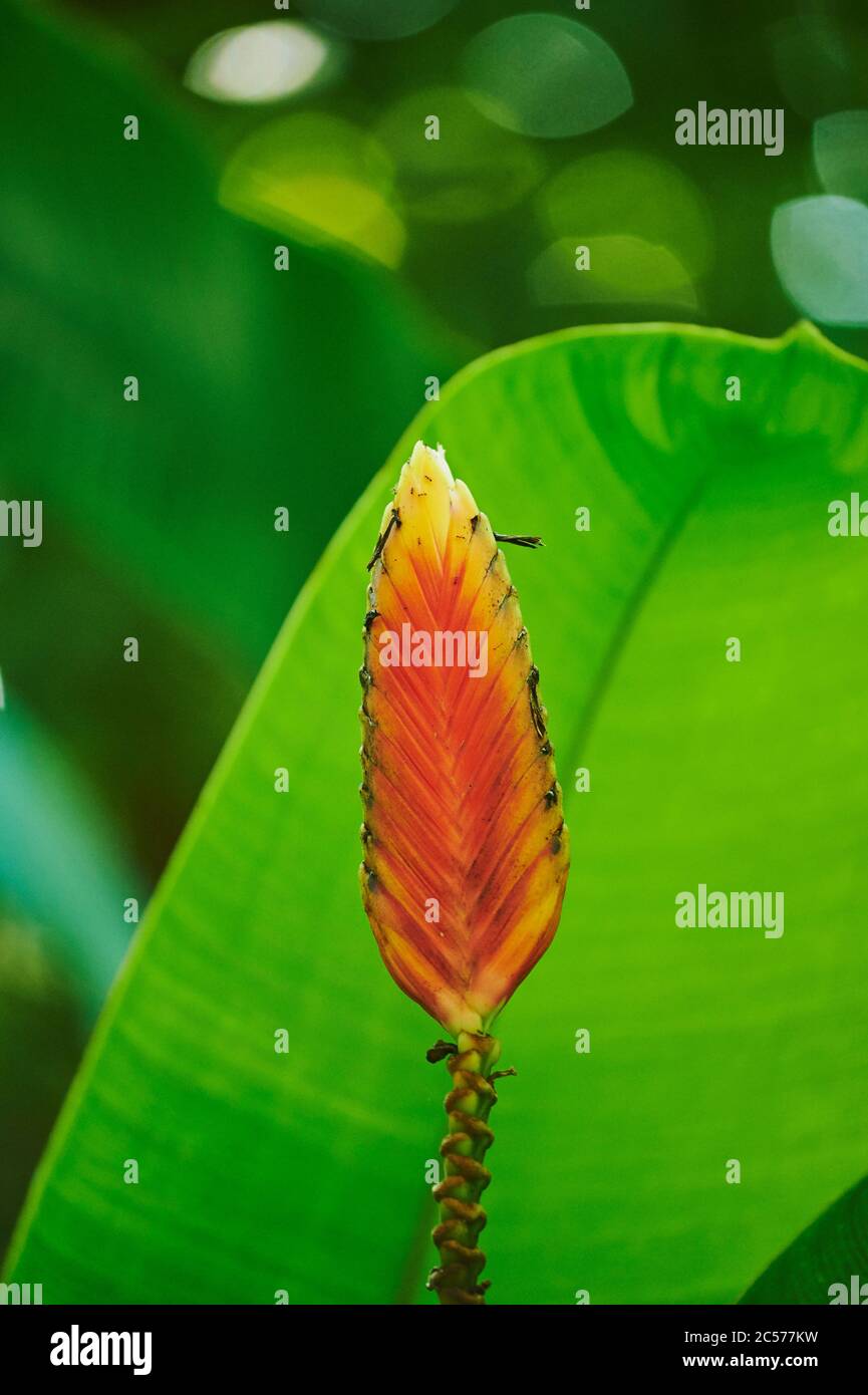 Bromeliad tillandsia cyanea hi-res stock photography and images - Alamy