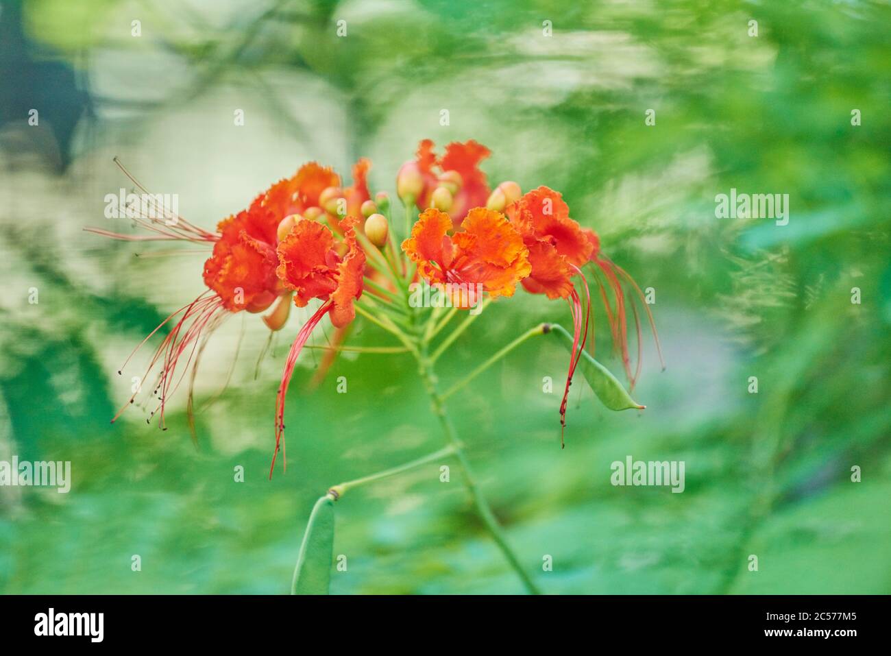 Peacock bush or pride of Barbados (Caesalpinia pulcherrima) Hawaii, Aloha State, United States Stock Photo