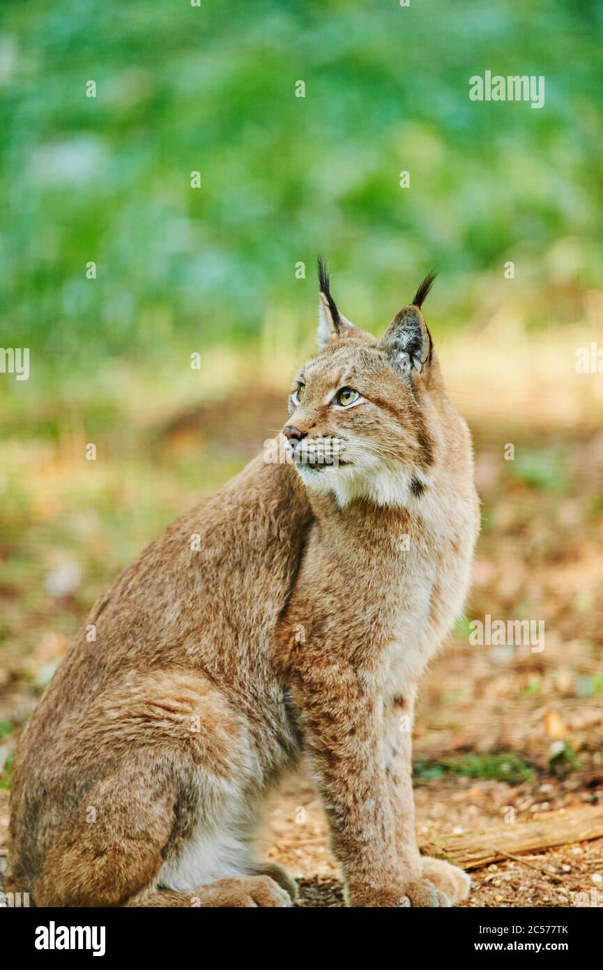 Eurasian lynx, Lynx lynx, sitting sideways, Bayern, Germany, Europa ...