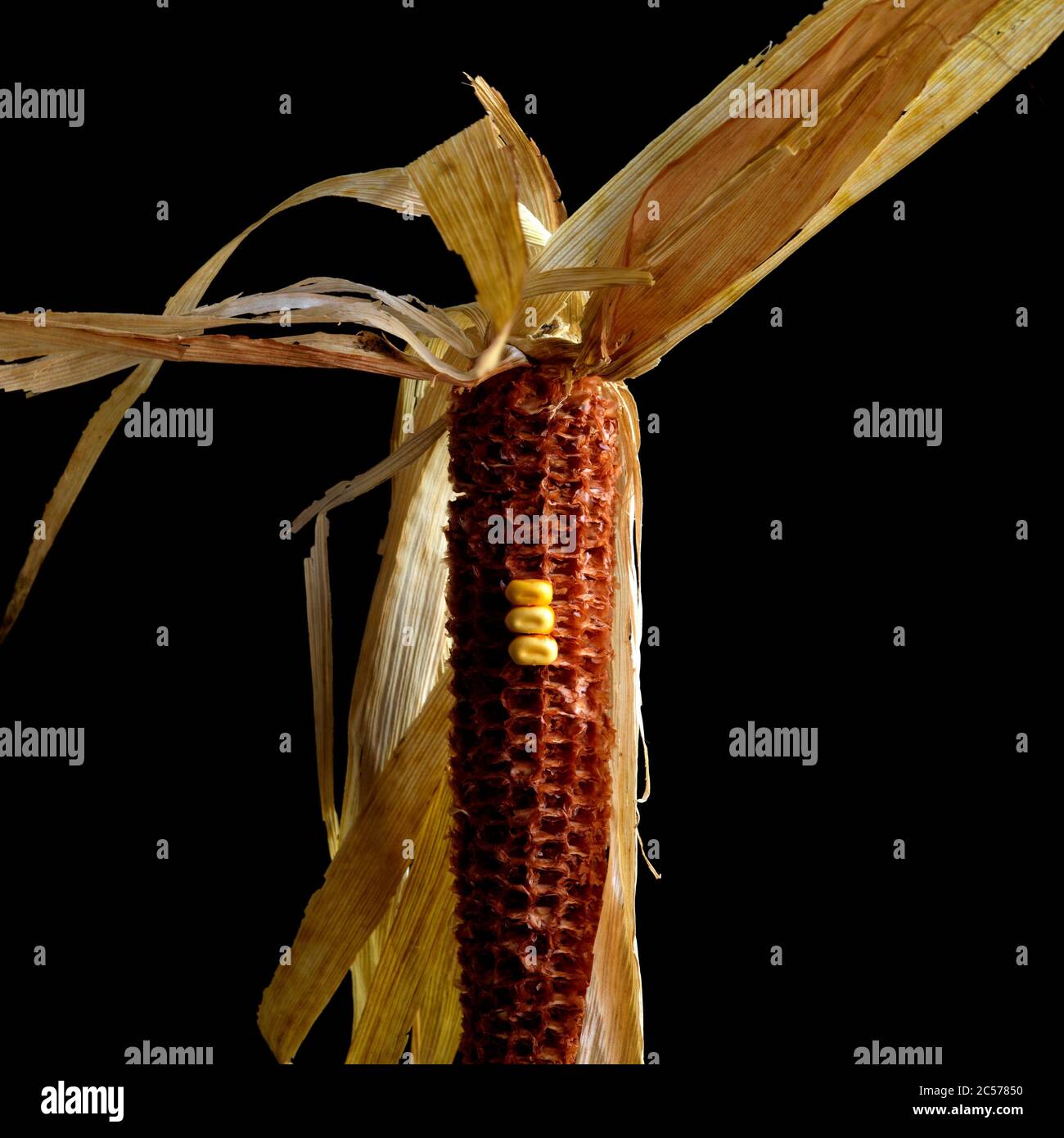 Closeup shot of a dried corn cob on a black background Stock Photo - Alamy
