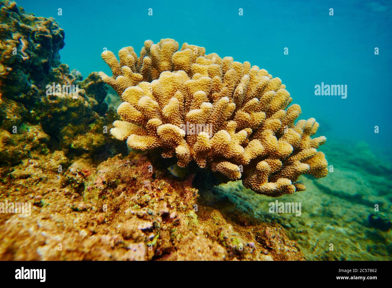 Colorful coral reef, Coral Sea, Hanauma Bay, Hawaiian Island of Oahu