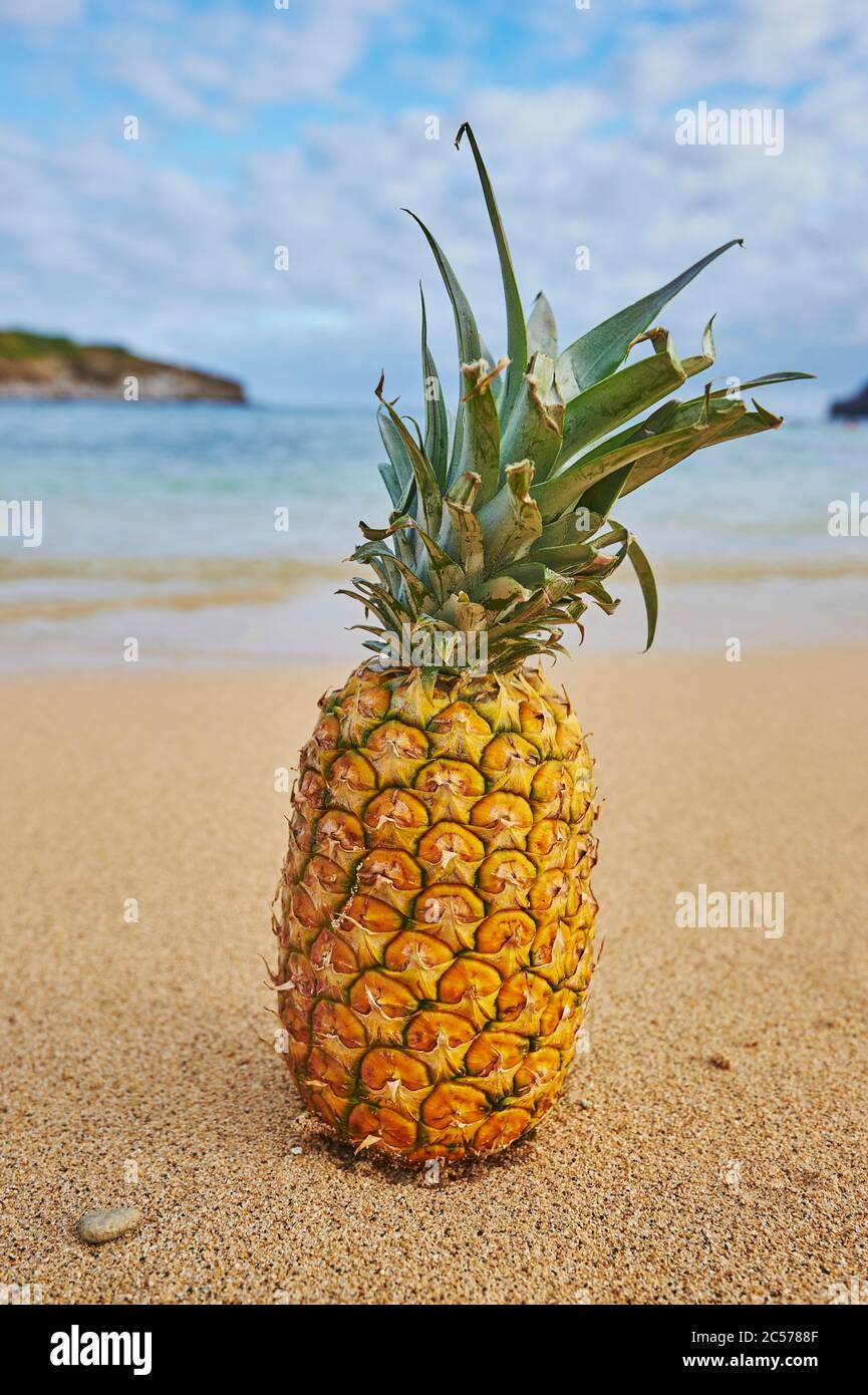 Pineapple on the beach, Sunset Beach on Oahu, North Coast, Hawaiian Island of Oahu, Oahu, Hawaii, Aloha State, USA Stock Photo