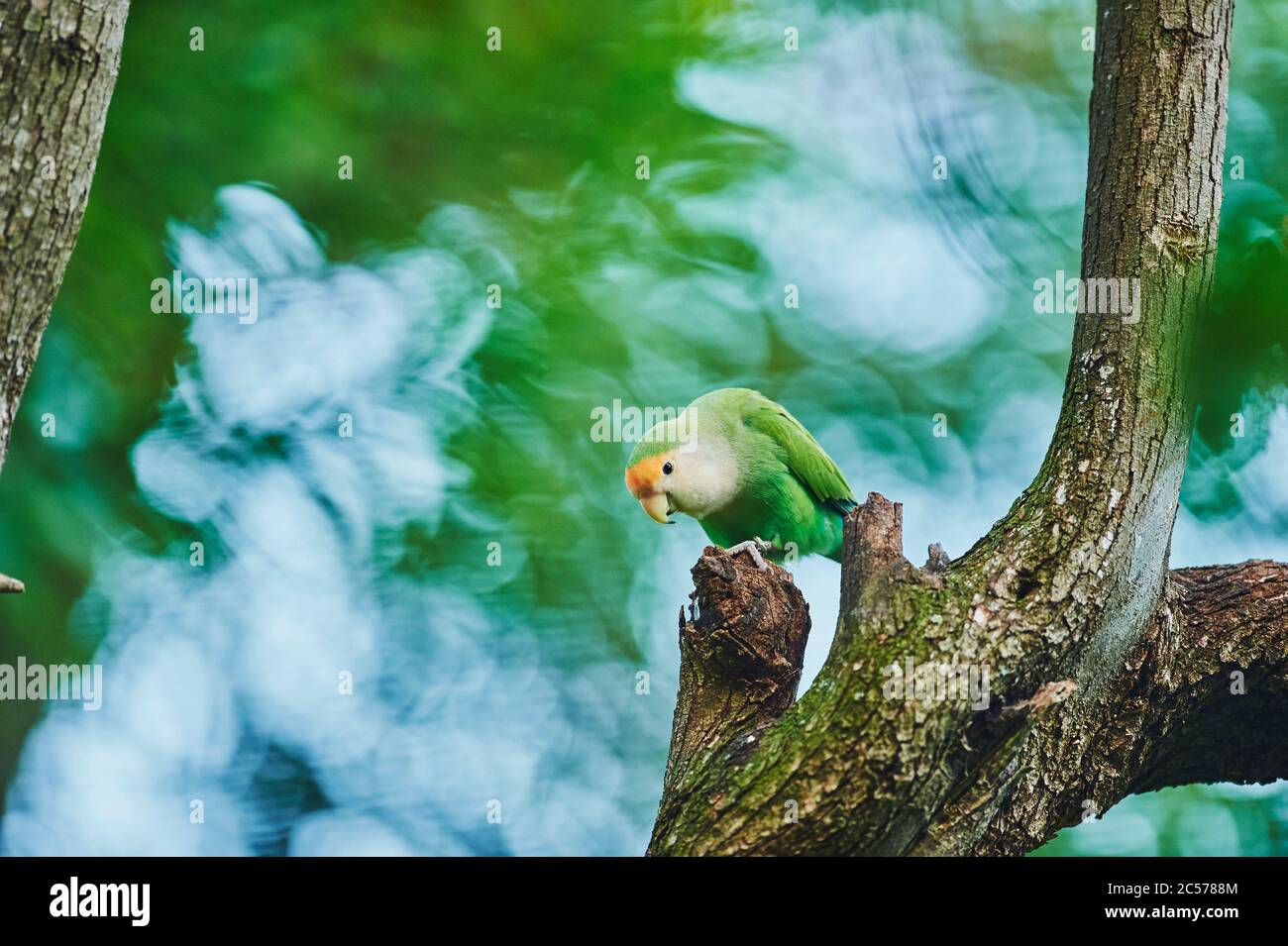 Peachhead (Agapornis fischeri), parrot, tree, sideways, sitting