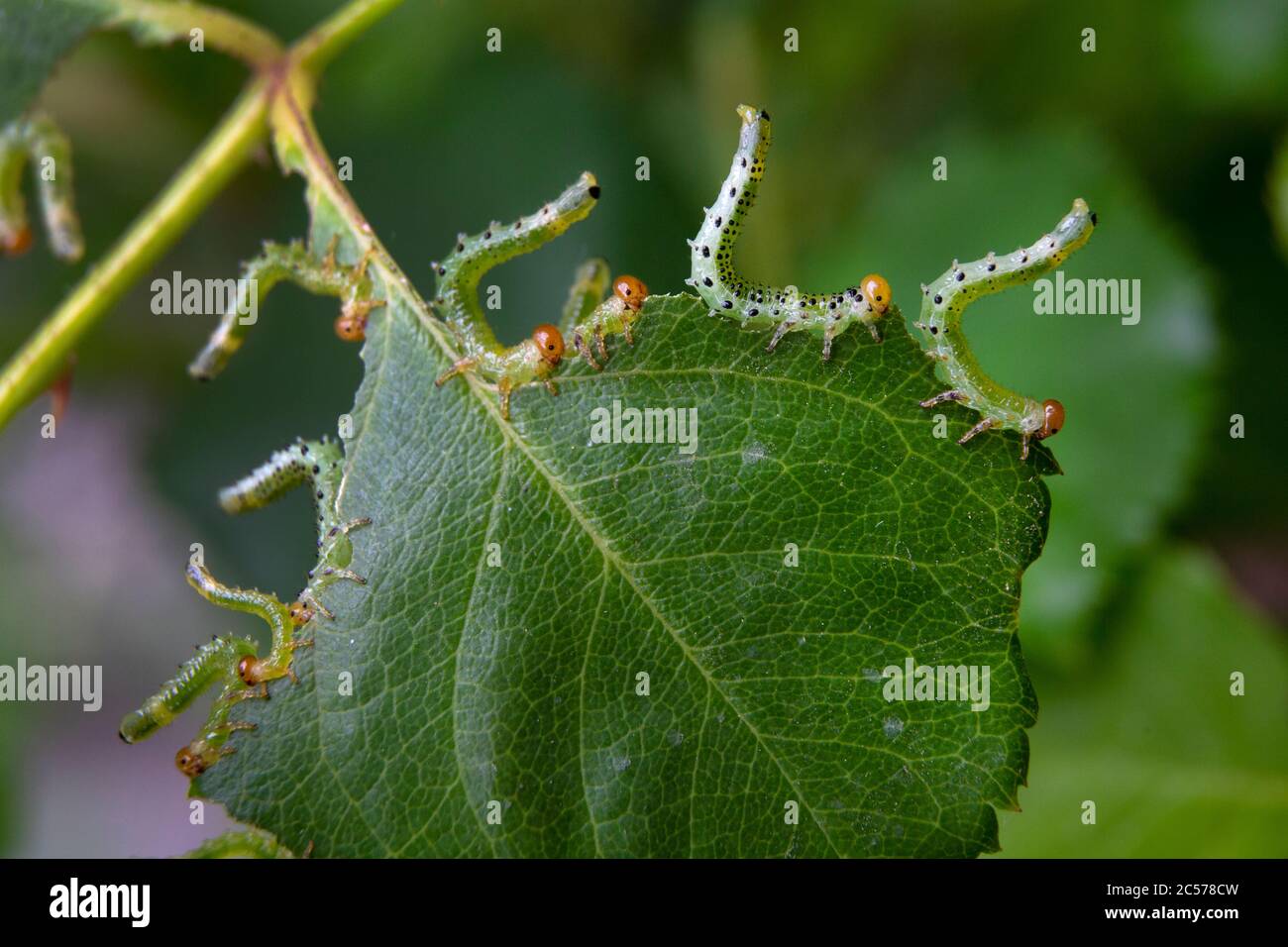 Caterpillars garden pests eating plants Stock Photo