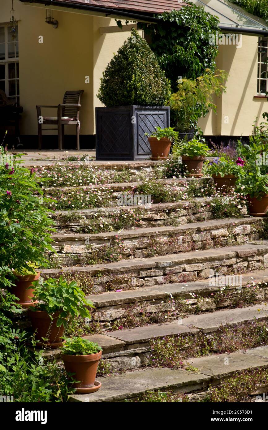 Stone steps lined with pots in English garden Stock Photo