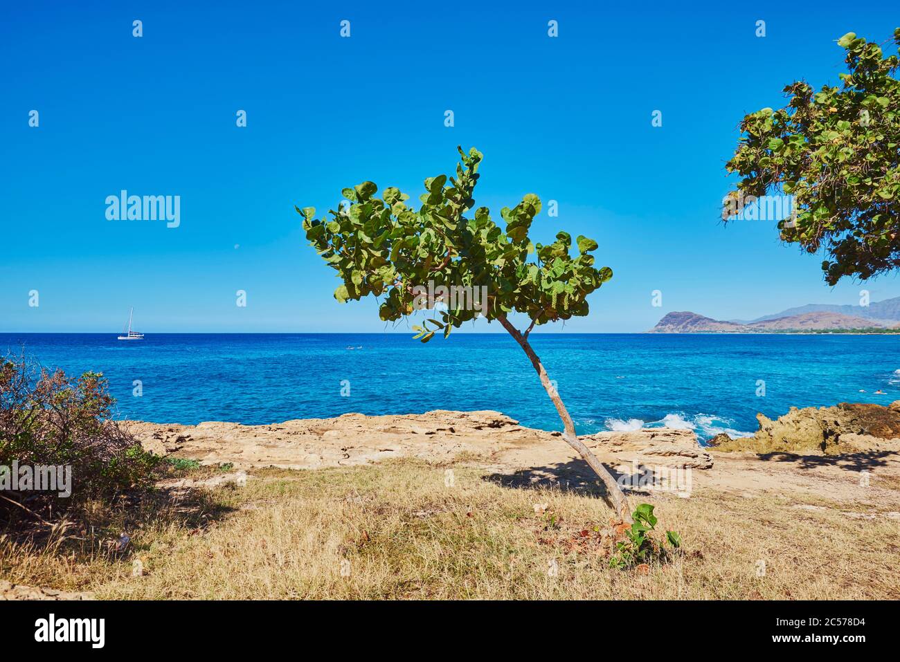 Sea grape (Coccoloba uvifera), tree, trunk, Kahe Point Beach Park, Hawaii, Aloha State, United States Stock Photo