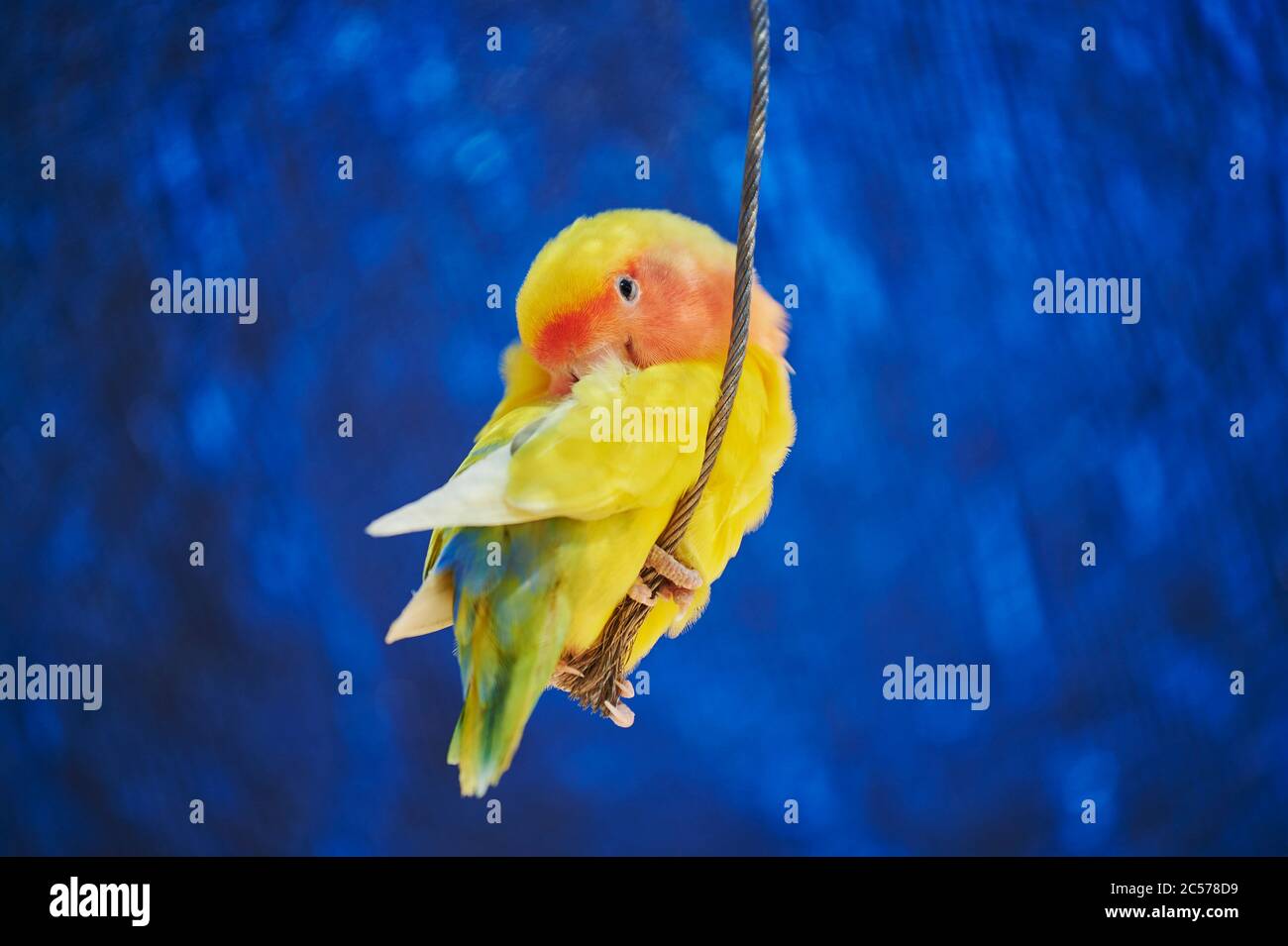 Peachhead (Agapornis fischeri), parrot, tree, sideways, sitting