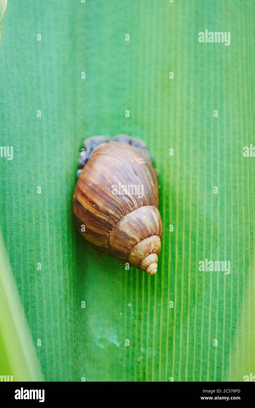 Blackfooted snail or hornbill, Lymnaea stagnalis, wildlife, Hawaii