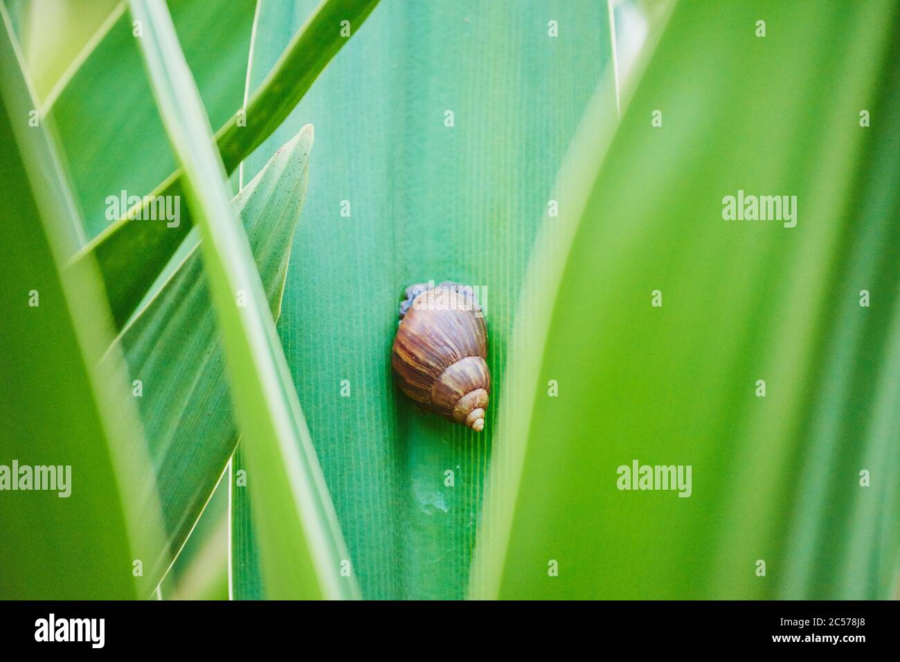 Hawaii tree snails hires stock photography and images Alamy