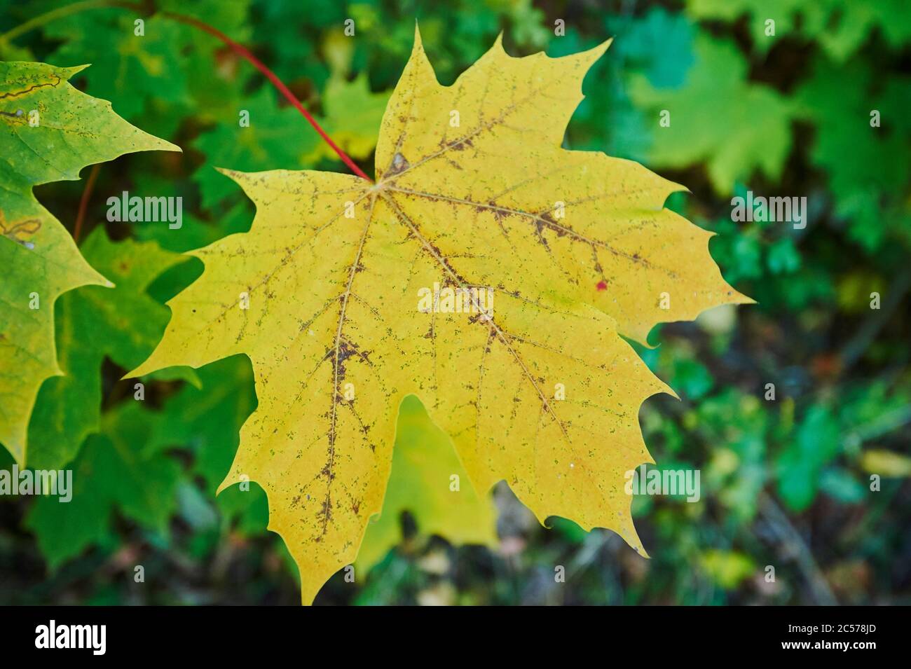 Norway Maple Acer Platanoides Yellow Leaves Autumn Byeren Germany Stock Photo Alamy