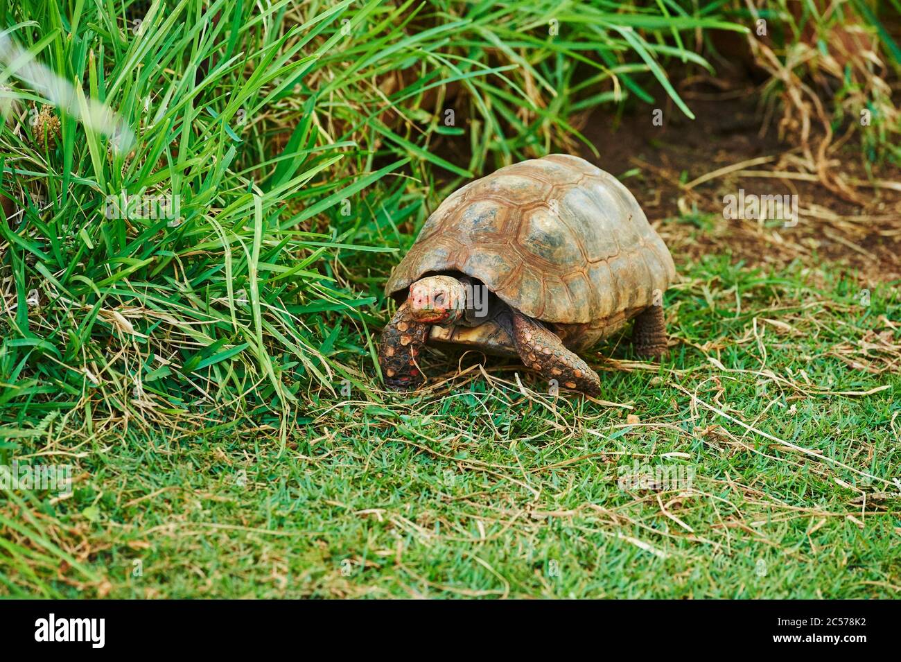 Brown tortoise or brown tortoise (Manouria emys) in a meadow, animal portrait, captive, Hawaii, USA Stock Photo