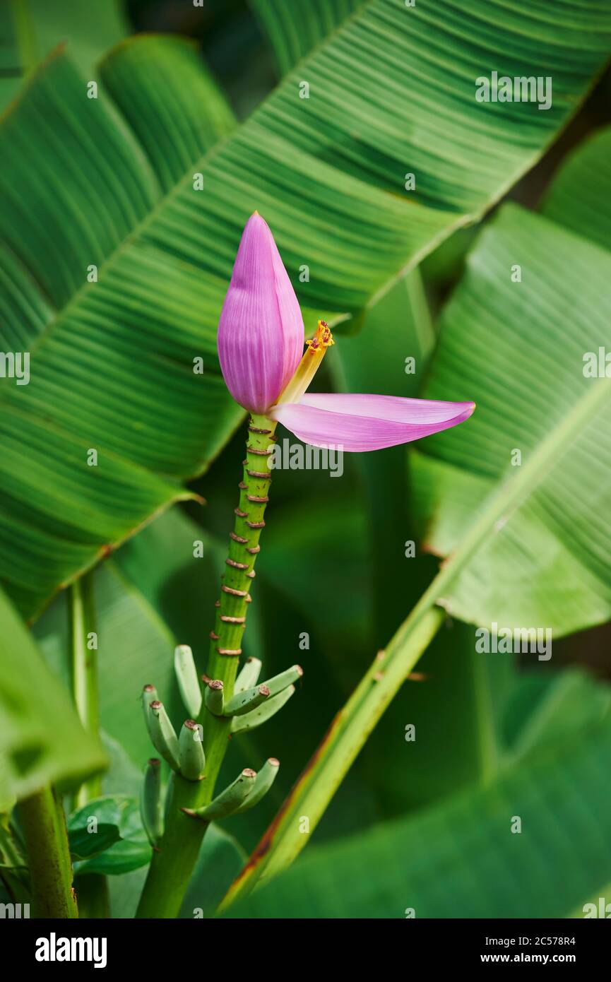 Bananas, Musea, on a plantation, flowering, Hawaii, Aloha State, United
