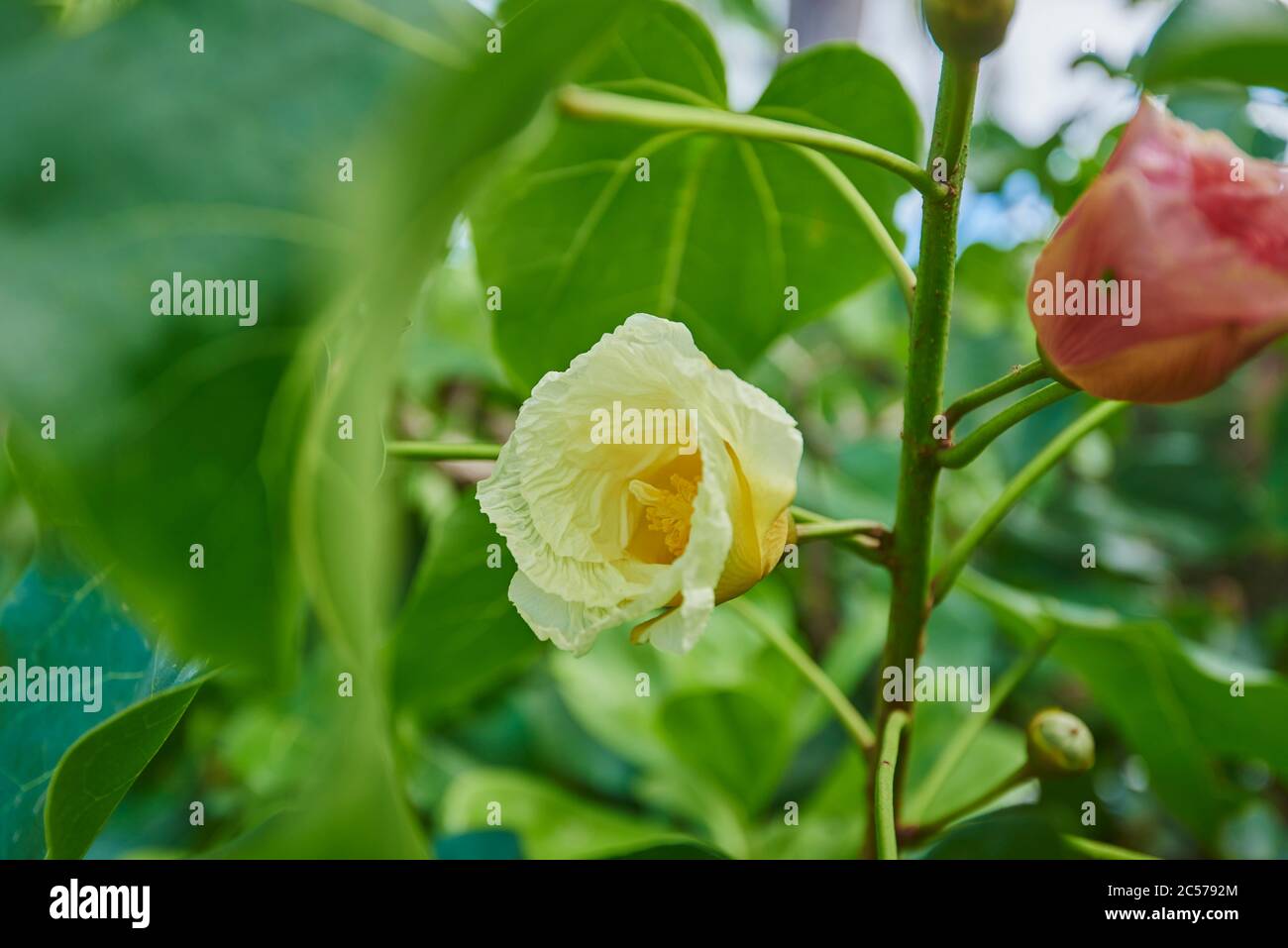 Portia (Thespesia populnea), blooming, blooming, Hawaii, Aloha State, United States Stock Photo