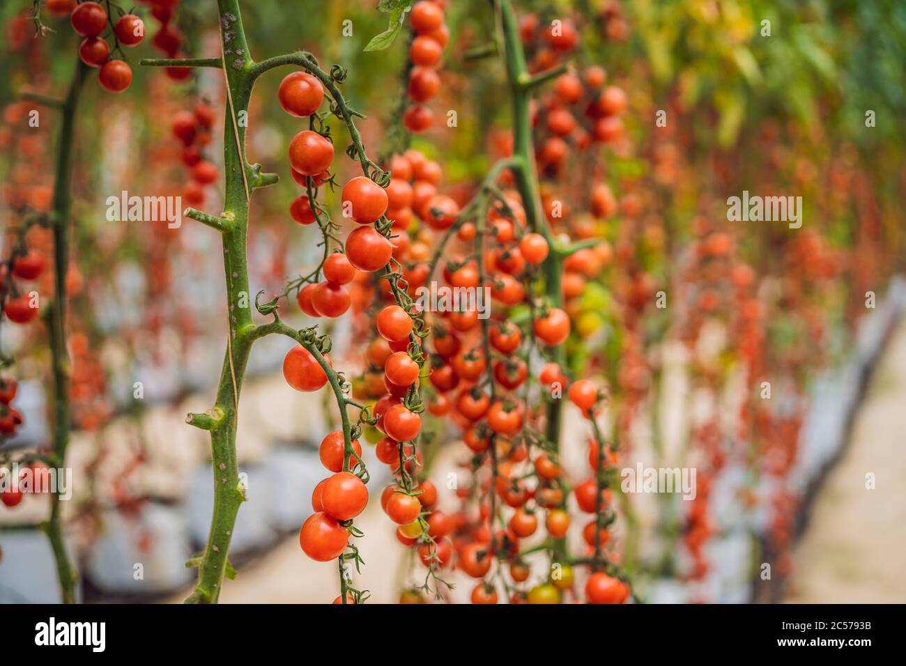Farm of tasty red cherry tomatoes on the bushes Stock Photo - Alamy