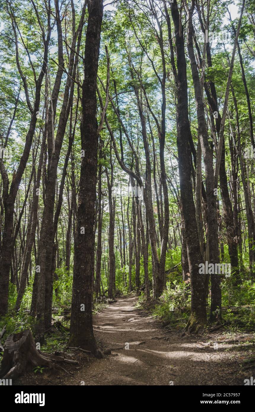 Low angle shot of the tall trees in the forest in Patagonia, Argentina ...
