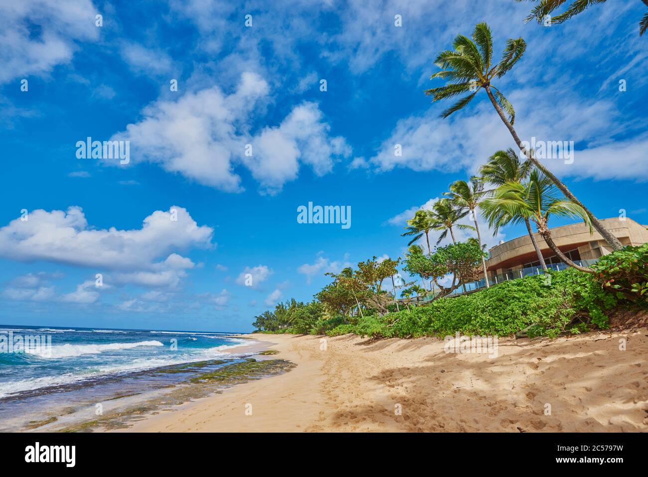 Coconut palms or coconut palm (Cocos nucifera), Sunset Beach on Oahu, Honolulu, Hawaii, United States Stock Photo