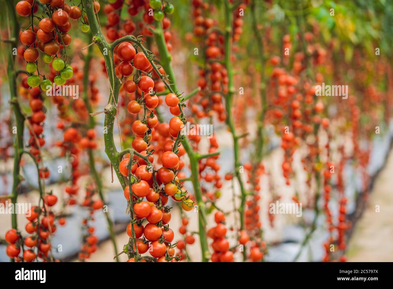 Farm of tasty red cherry tomatoes on the bushes Stock Photo - Alamy