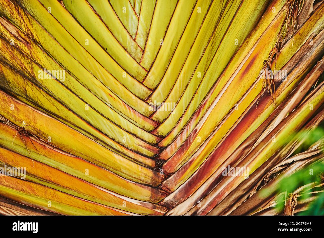 Close up of Traveler's Tree (Ravenala madagascariensis), rare species of a fan palm, Hawaii, Aloha State, United States Stock Photo