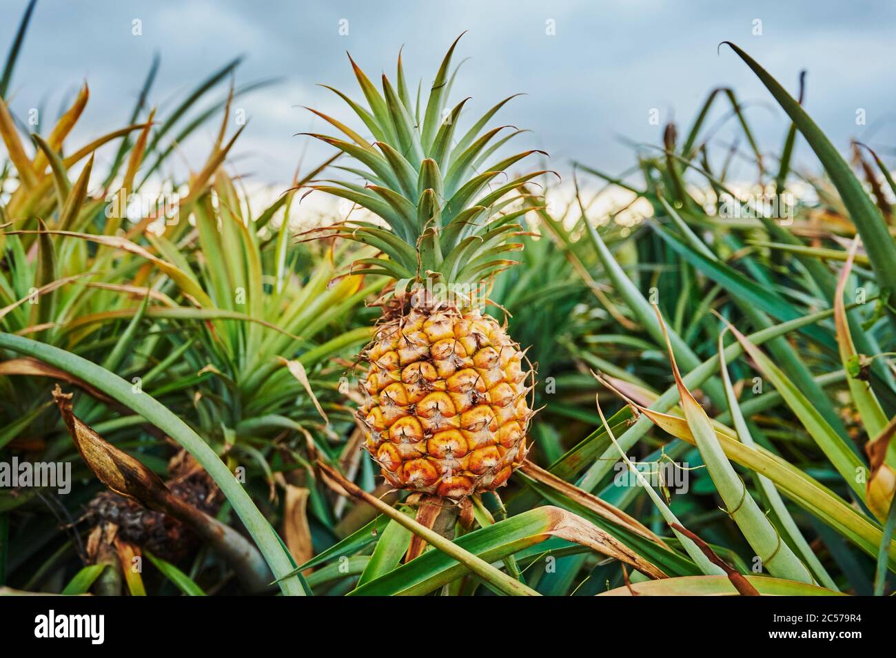 Pineapple (Ananas comosus), plantation, growing, Hawaii, Aloha State