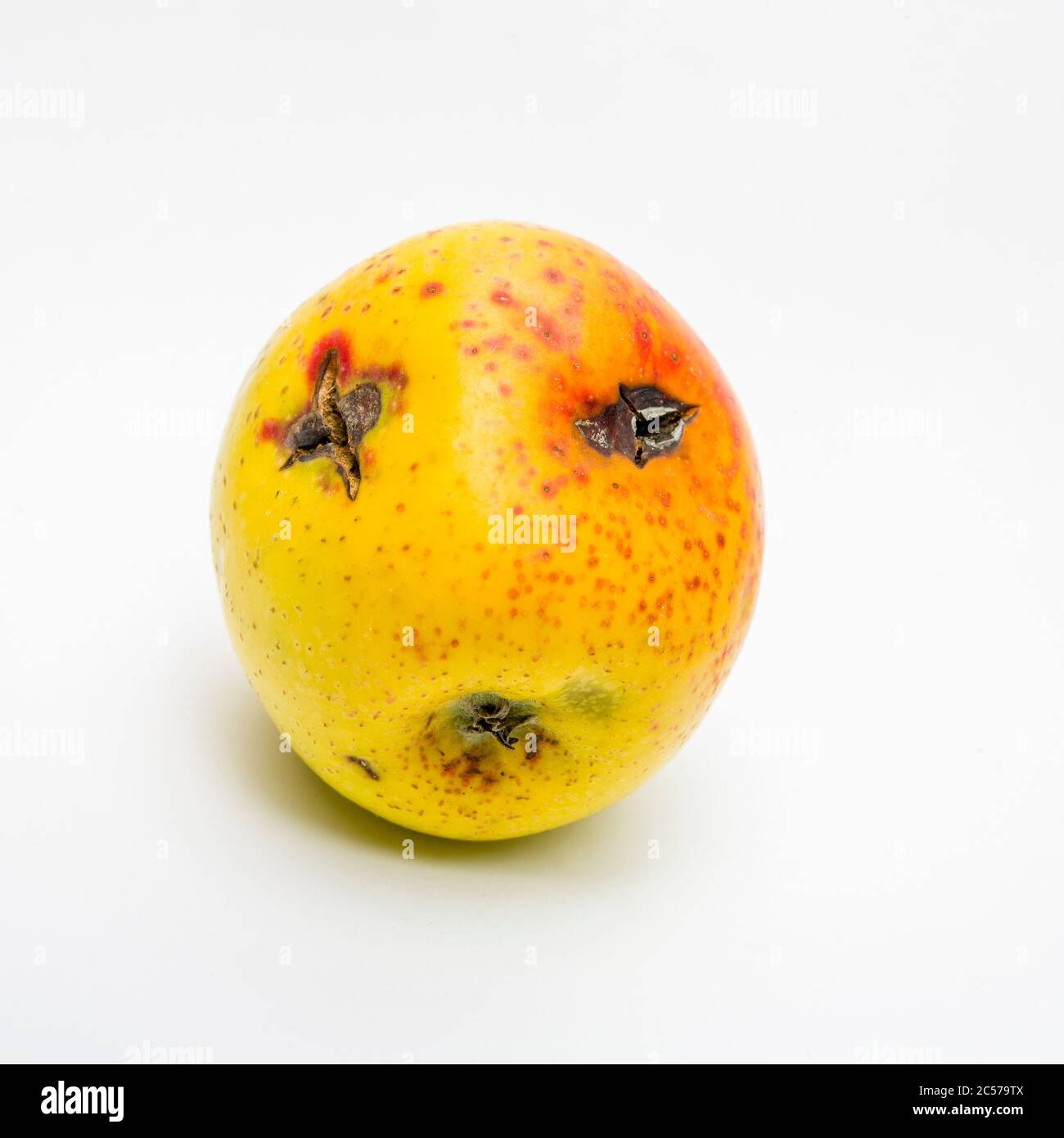 Rotten apple isolated on a white background Stock Photo - Alamy
