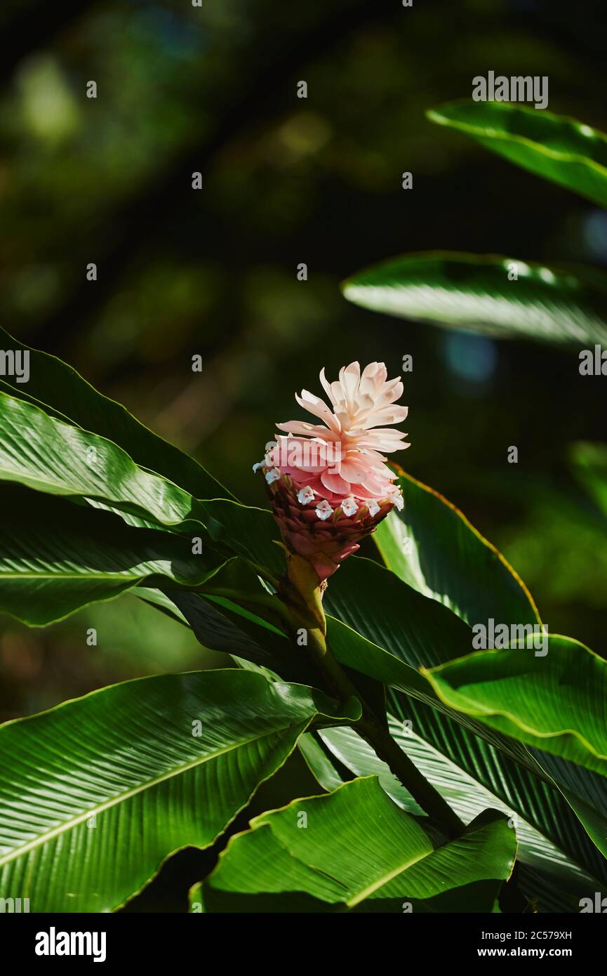 Purple ginger or scarlet alpine (Alpinia purpurata), Hawaii, Aloha
