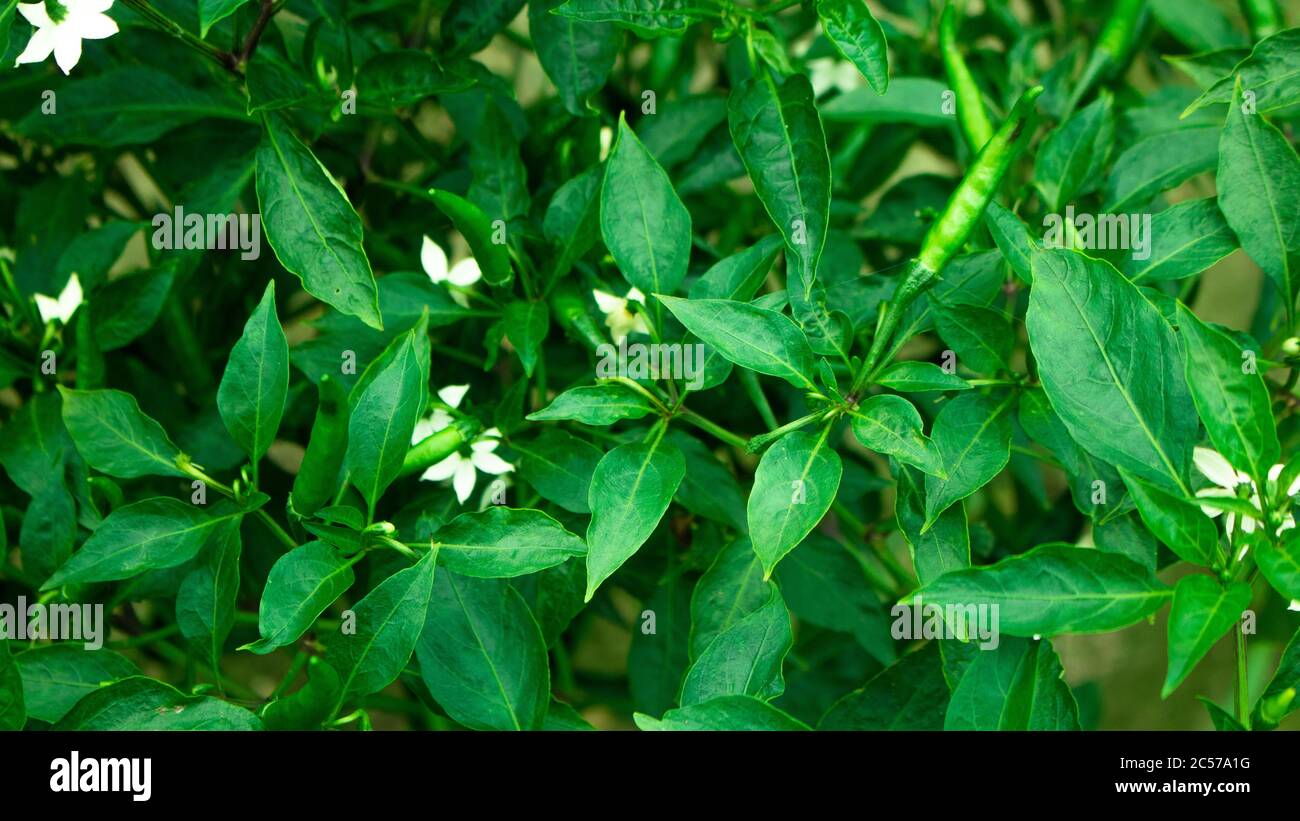 Chilli Seed High Resolution Stock Photography and Images - Alamy
