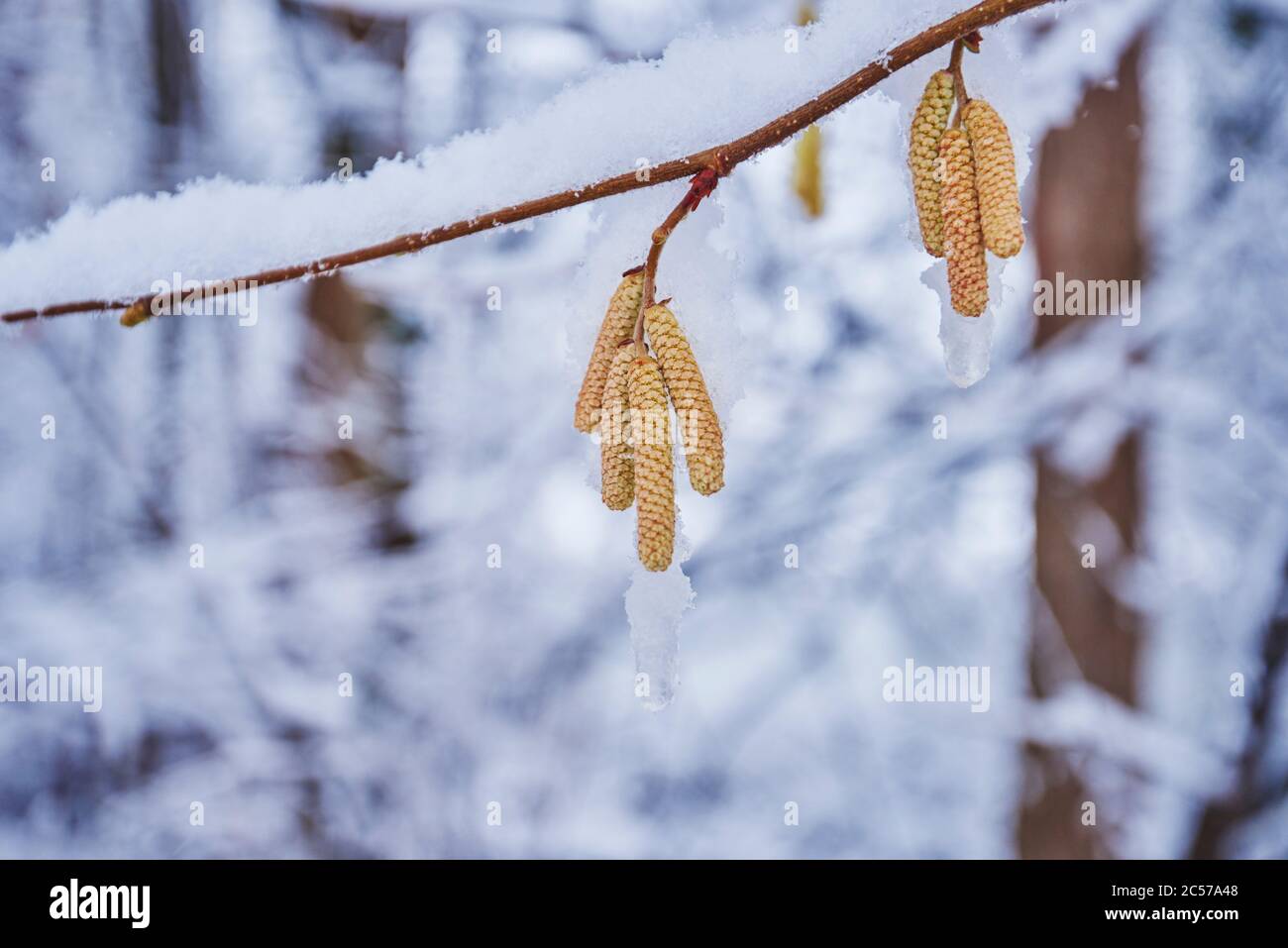 Common hazel, Corylus avellana, bloom, winter, Regensburg, Bayern, Germany, Europa Stock Photo