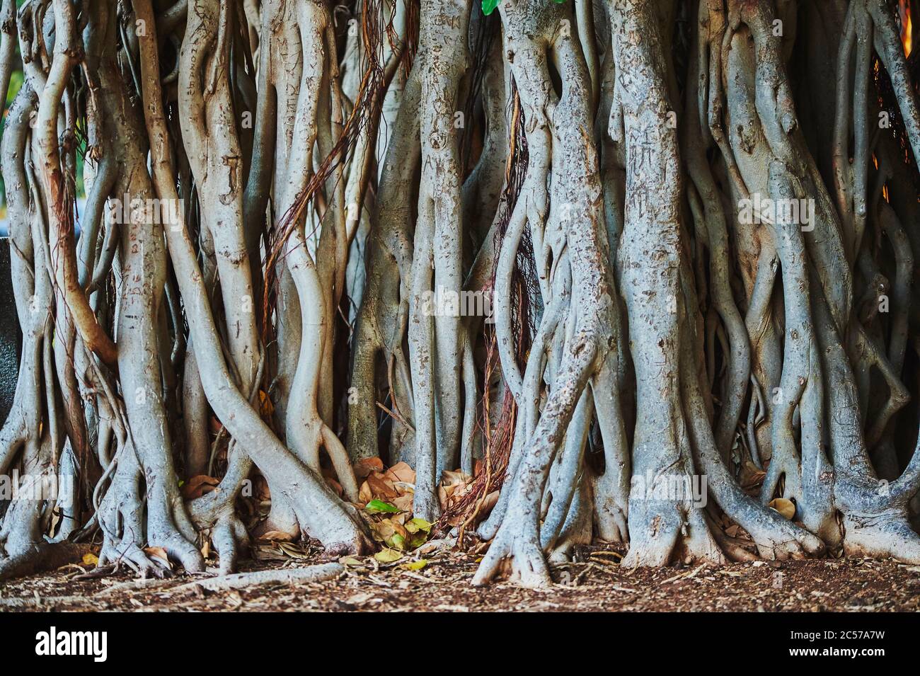Banyan or fig trees (Ficus benghalensis) on Waikiki Beach, Honolulu