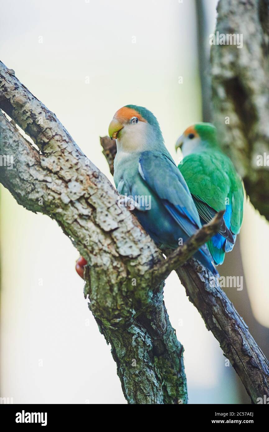 Peachhead (Agapornis fischeri), parrot, tree, sideways, sitting
