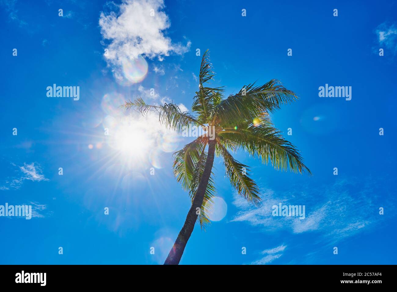 Coconut palms or coconut palm (Cocos nucifera), K?hi? Beach, Honolulu, Honolulu, Hawaii, United States Stock Photo
