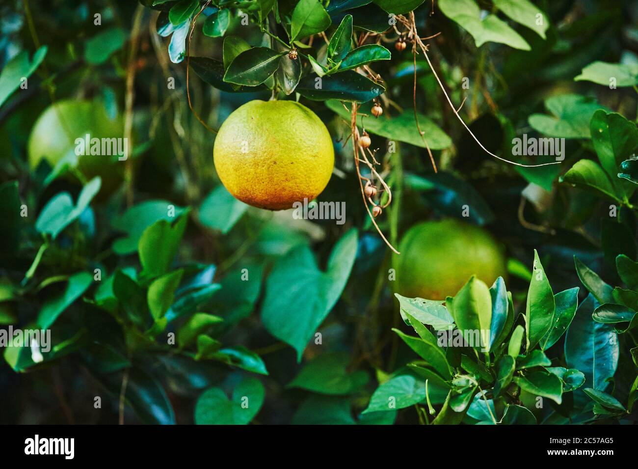 Grapefruit (Citrus x paradisi), fruits hang on tree branch, Hawaii